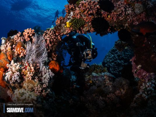 Komodo Liveaboard: Dive into the Land of Dragons!