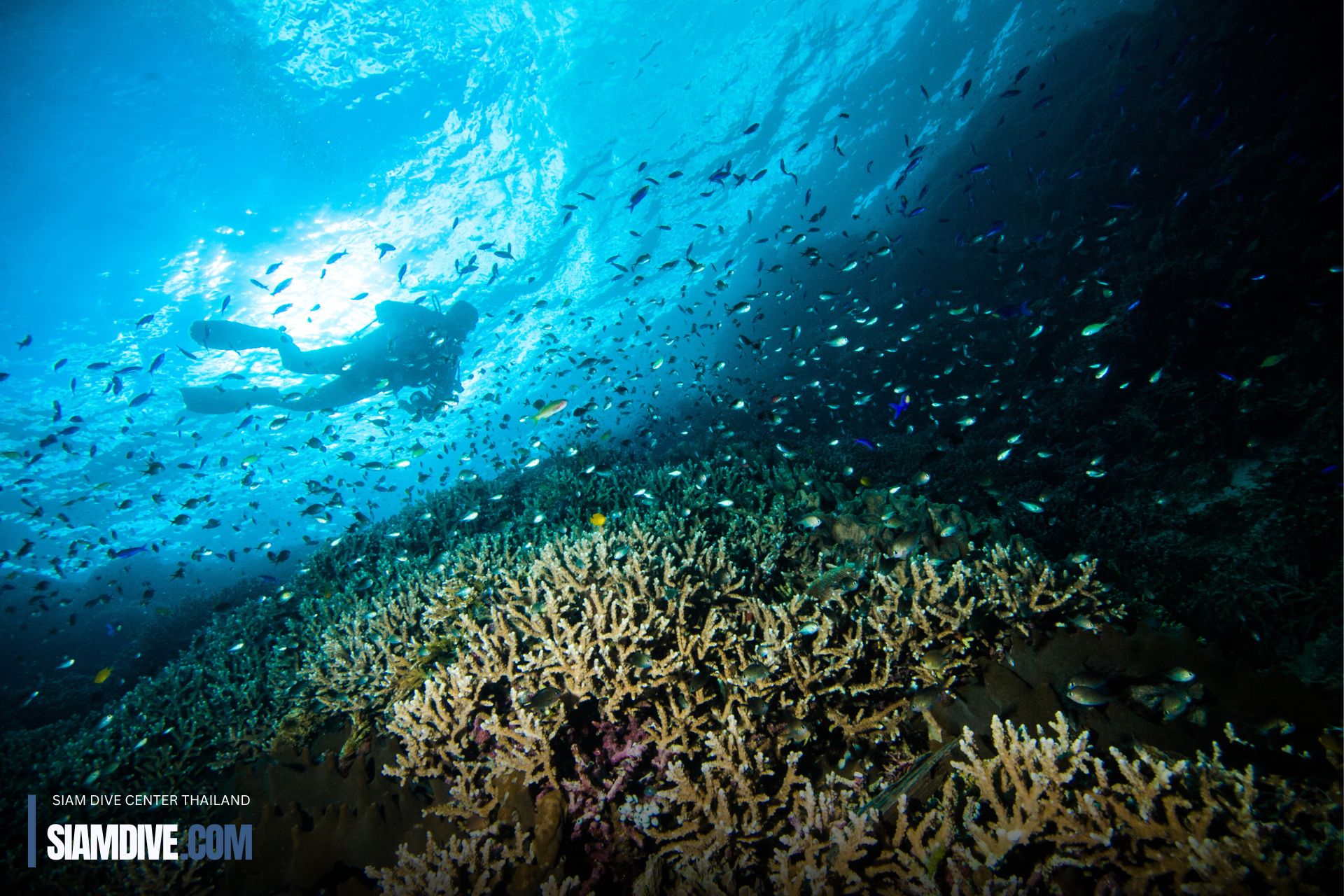 Coral Scuba Koh Racha Island