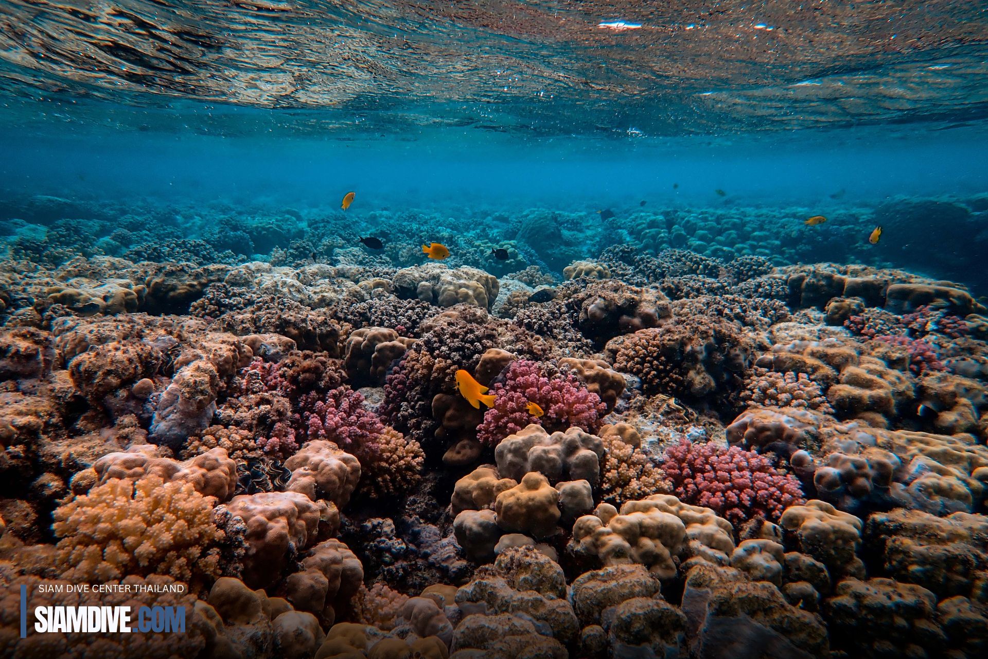 reef Scuba Koh Racha Island