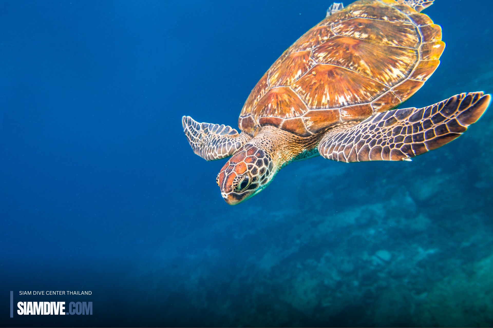 Sea Turtle Scuba Koh Racha Island