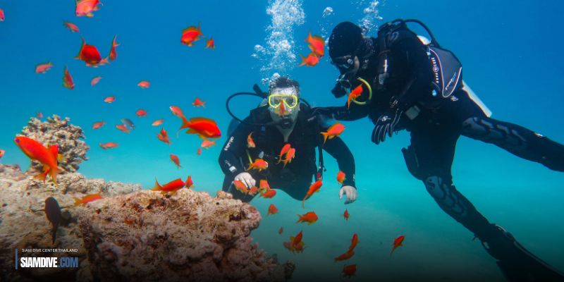 Discover Scuba Diving - koh chang