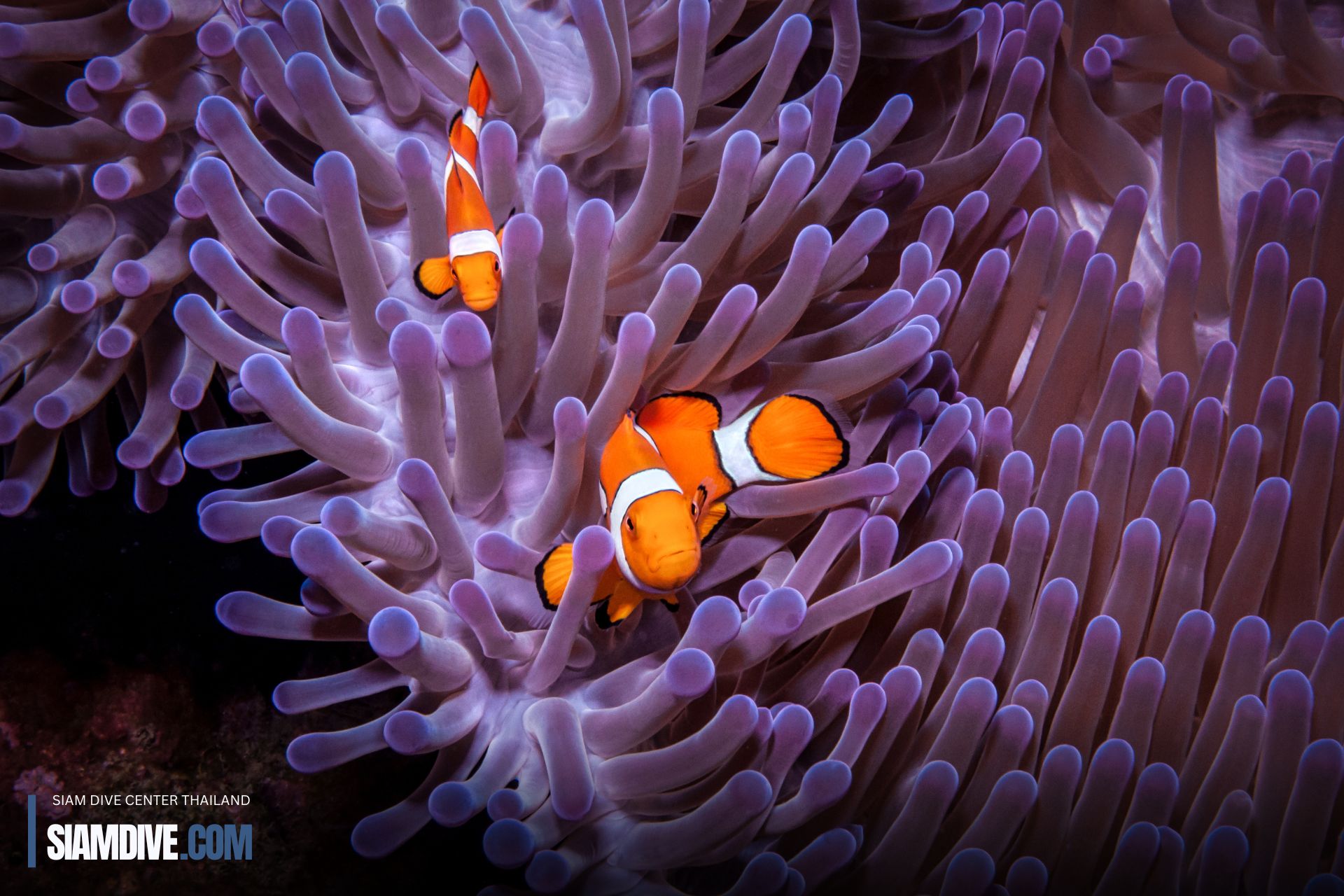 Nemo Scuba Koh Racha Island