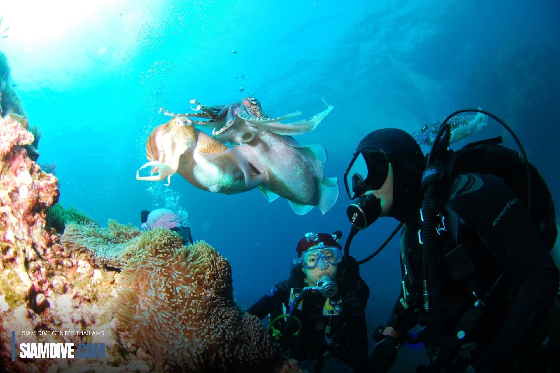 octopus Scuba Koh Racha Island