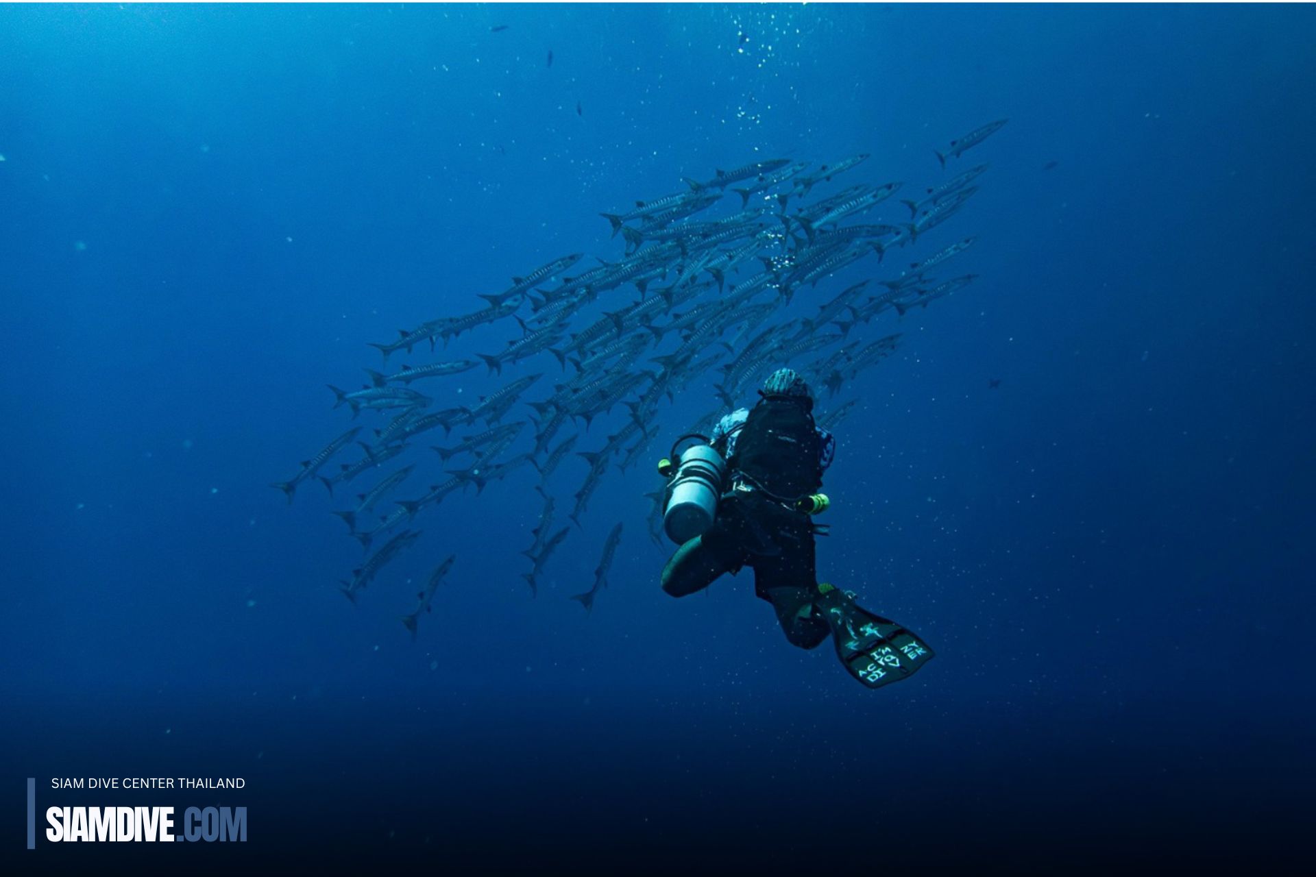 baracuda Scuba Koh Racha Island