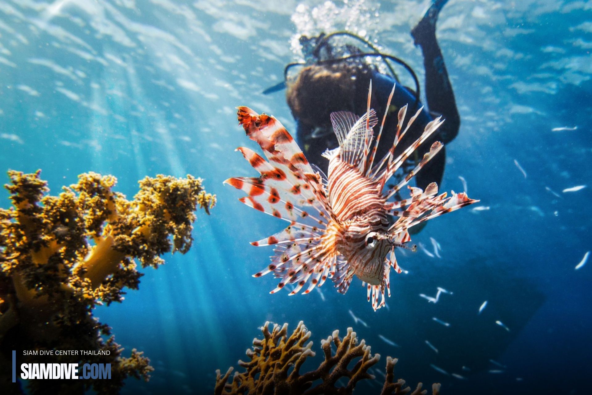 diving Scuba Koh Racha Island