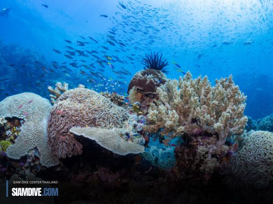 5 เหตุผลที่ Tubbataha Reef เป็นจุดดำน้ำในฝัน