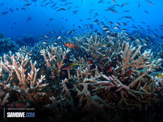 ดำน้ำ Tubbataha Reef : ช่วงเวลาไหนเหมาะที่สุด?