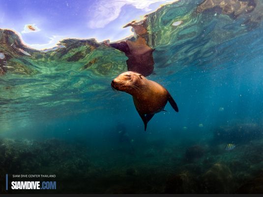 ดำน้ำที่ Galapagos : ช่วงเวลาไหนเหมาะที่สุด?