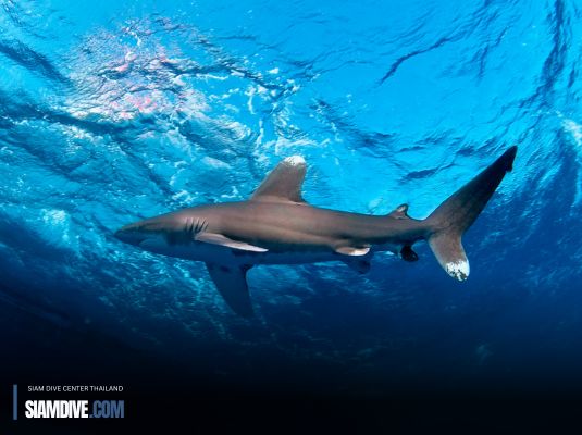 ประสบการณ์สุดตื่นเต้นดำน้ำกับฉลามที่ดุร้ายที่สุด ใน Red Sea